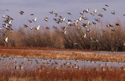 Awesome duck hunting on this 100 Acres +/- ! 3 Duck blinds and restrictable access to the property!...