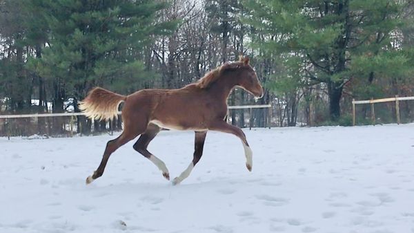 Quality young horses and seasoned competitors for sale