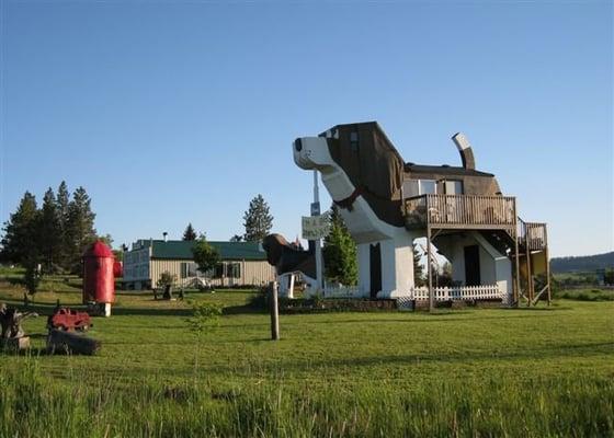 World's Biggest Beagles