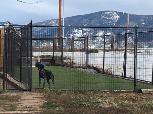 Fenced outside space for dogs to play with each other