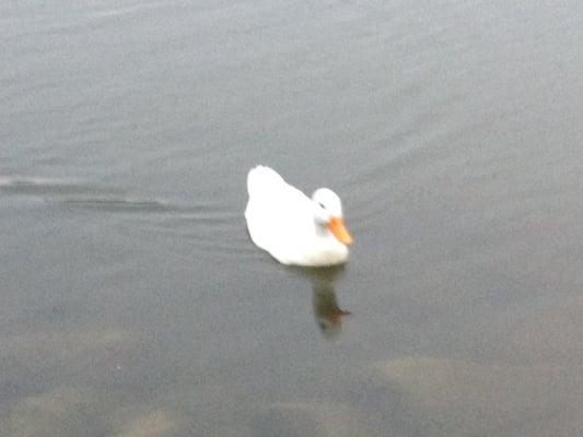 White duck