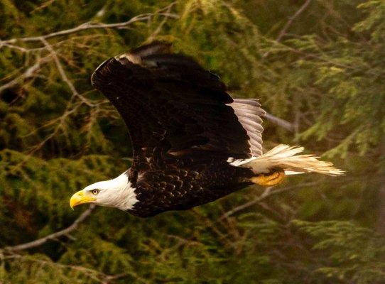 Big fishing area for the Eagles