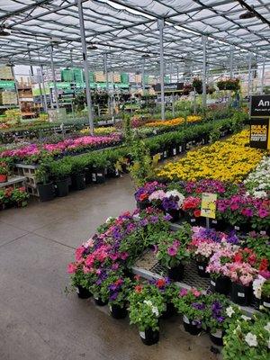 Spring & summer plants and flowers to beautify your space.    25 April 2021