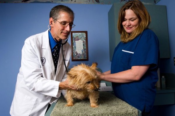 Dr. Wasem examining one of his canine friends.