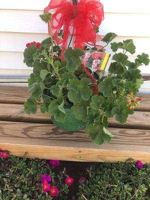 Hanging Geranium