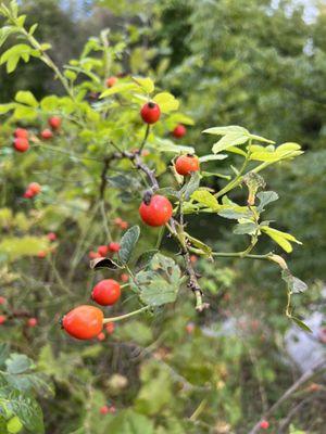 Rose hips I think