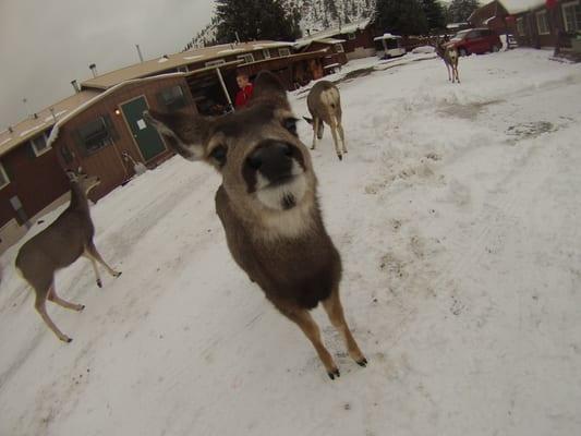 Friendly deer right outside the cabin