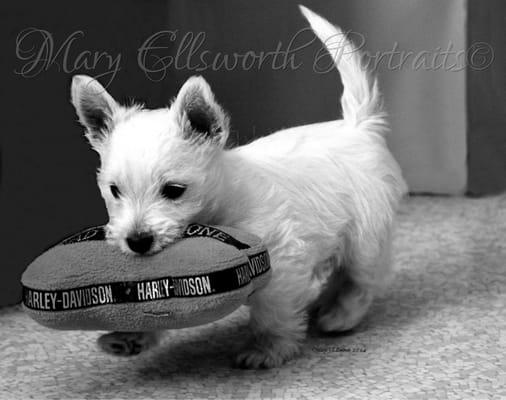 Westhighland white puppy