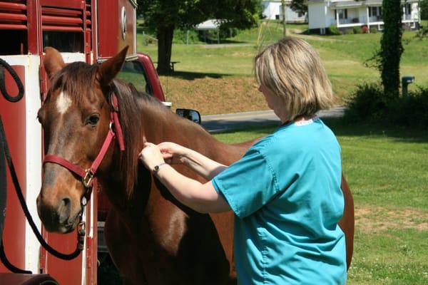 Equine veterinary services