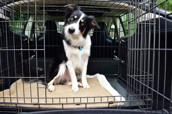 Kennel or free standing pet transport!