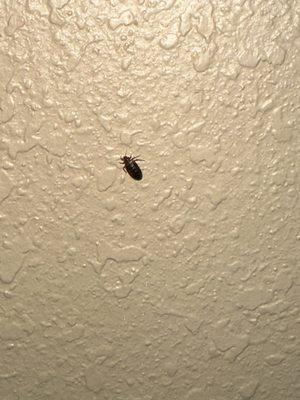 Bedbug crawling up the wall