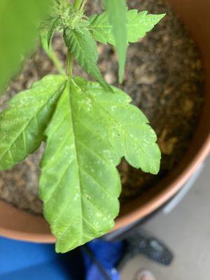 Over-cloned- mildewy and only had 3 leaves instead of the usual 5 leaves