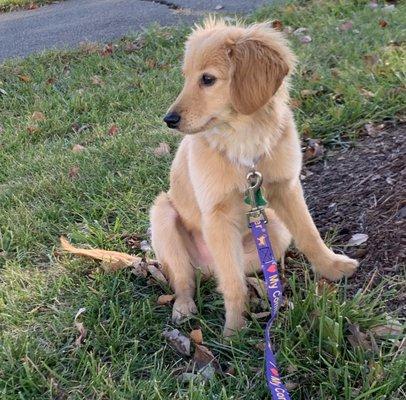 Mini Comfort Retriever