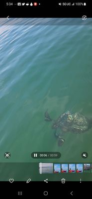 Loon under our kayak