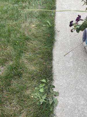 More weeds along sidewalk