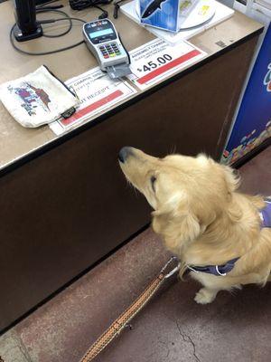 Lola receiving a dog treat