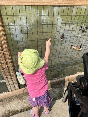 We loved the ducks and geese!