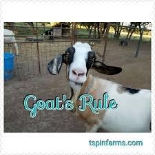 Nubian Goats