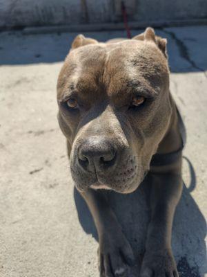 This is Harley. He is an American bully it's funny people judge what they don't know.