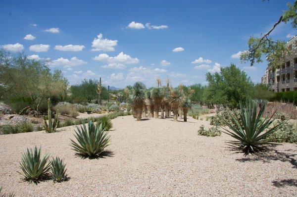 Arizona weed preventative