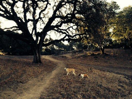 Beautiful day at the off leash park, a great way for your dog to get a good, tiring exercise!