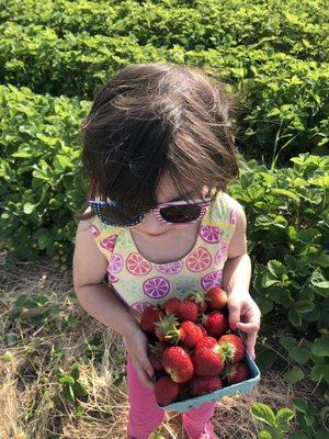 Strawberry picking