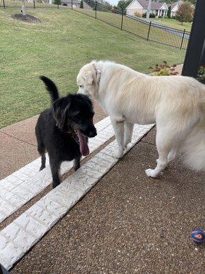 Labradoodle and Pyr