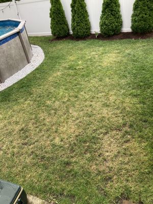 This was the greenest lawn until they ruined it