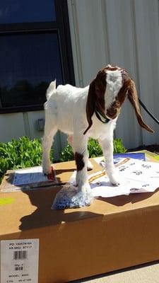 Hugo, the newest member of the pack at Kennelworth farms!