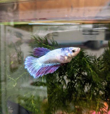 Purple & white betta