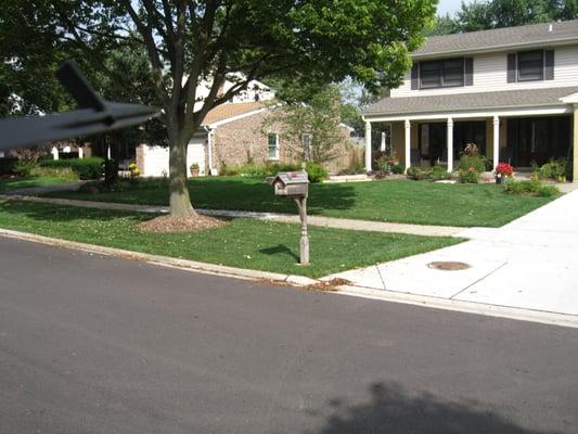 Residential lawn that we care for in Palatine.