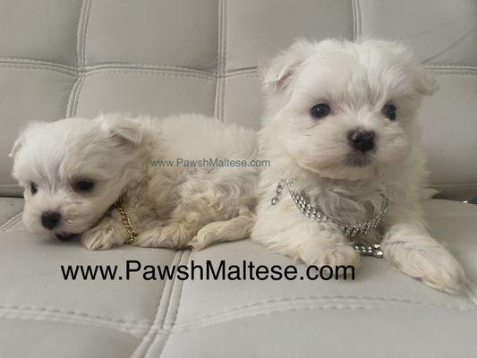 Pawsh Maltese Beauties