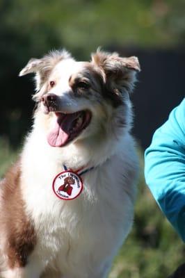 Raylee - my uncommon Australian Shepherd