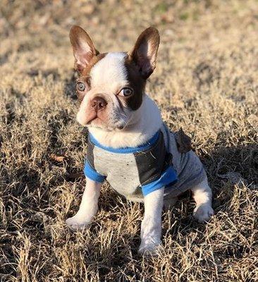 Rudy Posing for Animal Care Center