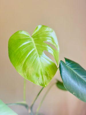 Various houseplants available for sale in shop