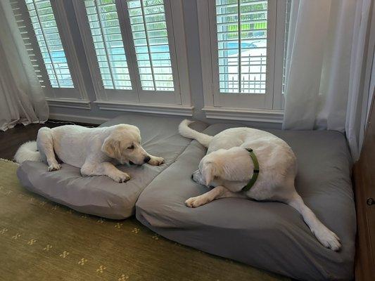 These are Great Pyrenees.  She did an amazing job.