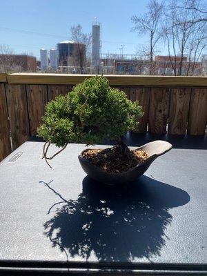 Bonsai