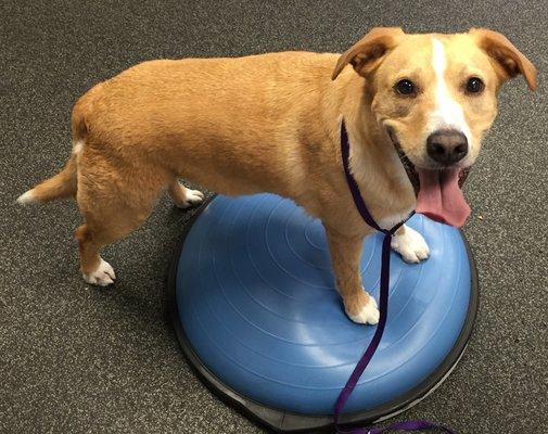 Xavier enjoying physical therapy!