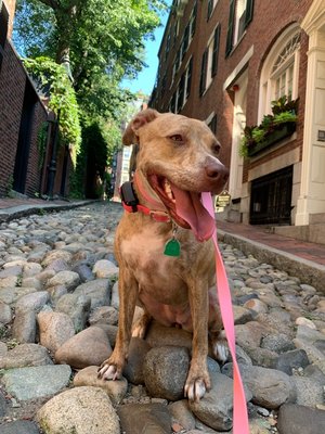 Up and down the hill, we have pawsome strolls in Beacon Hill