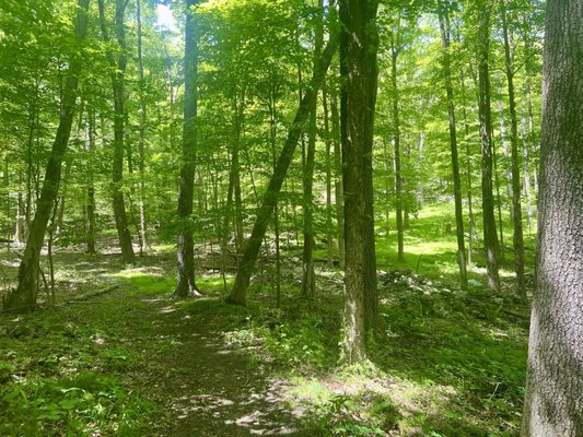 Trail in the woods