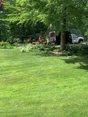 Tree chipping.