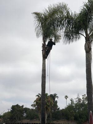 Adrian Rodarte Tree Service