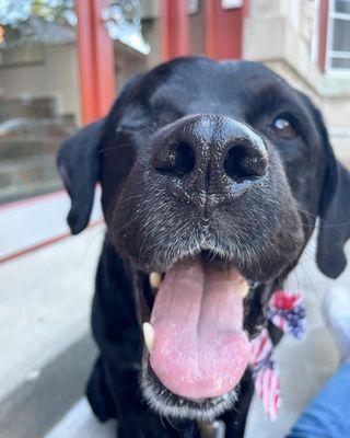 Eye Care for Animals - Chicago