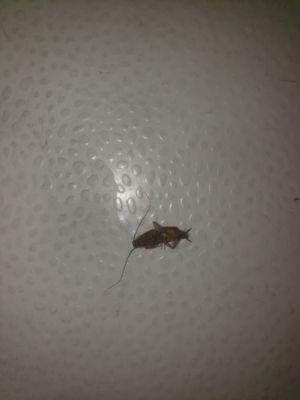 ROACHES IN MY BATHROOM DISGUSTING