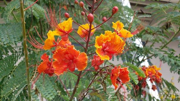 Unique tropical flowers