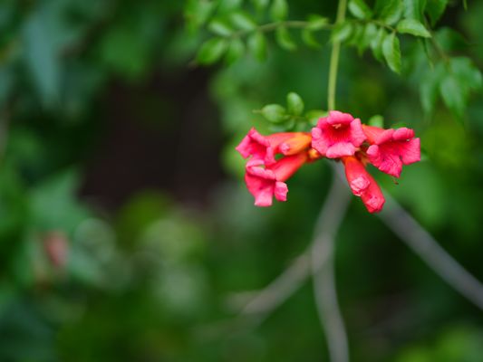 Campsis Radicans, the "trumpet vine"