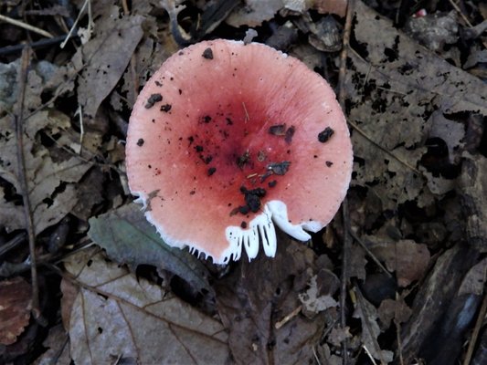 Franklin Lakes Nature Preserve