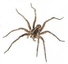 Brown Recluse Spider