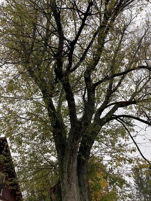 100 foot 225 yr old Silver Maple tree