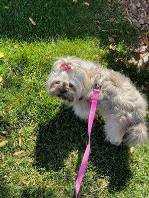 Maple on her walk with Deb.